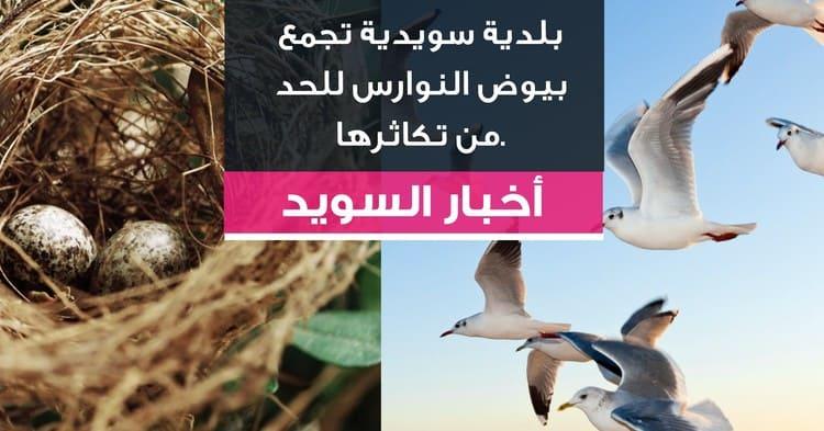 بلدية سويدية تجمع بيوض النوارس للحد من تكاثرها.