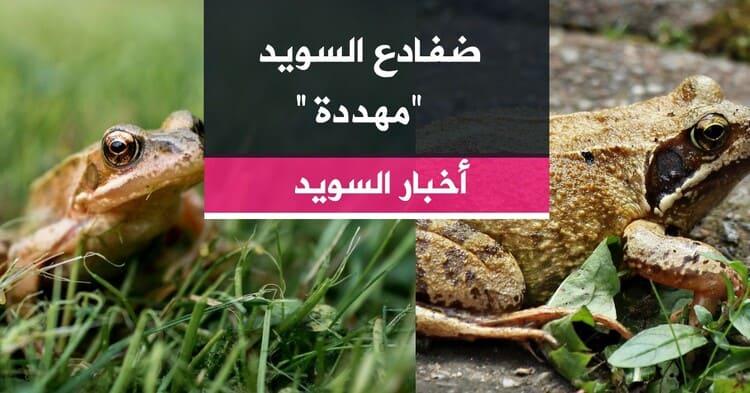 ضفادع السويد مهددة
