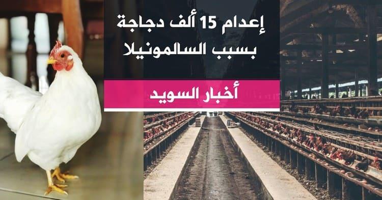 إعدام 15 ألف دجاجة بسبب السالمونيلا