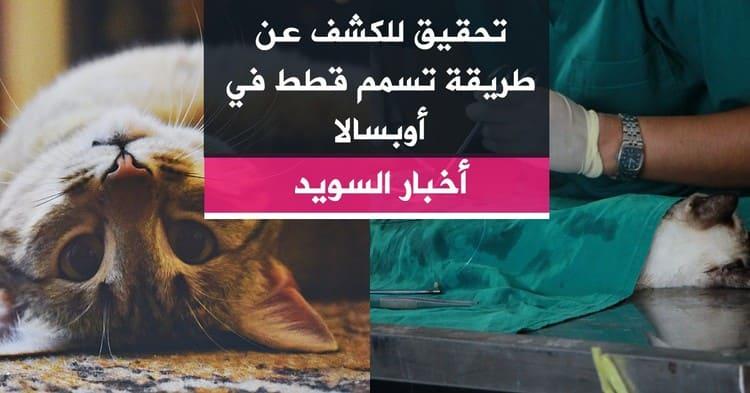 تحقيق للكشف عن طريقة تسمم قطط في أوبسالا