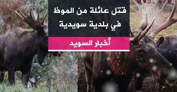قتل عائلة من الموظ في بلدية سويدية