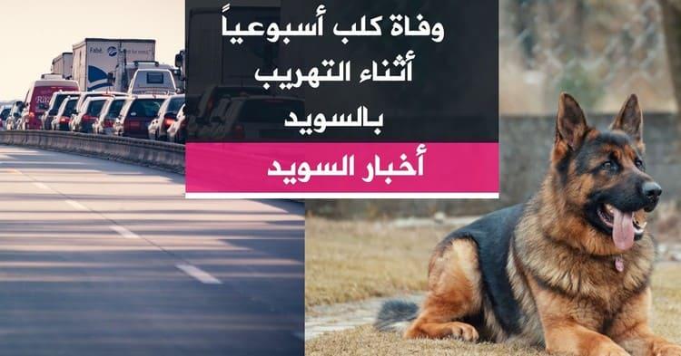 وفاة كلب أسبوعياً أثناء التهريب بالسويد