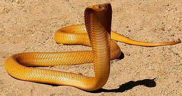  أفعى كوبرا على متن الطائرة
