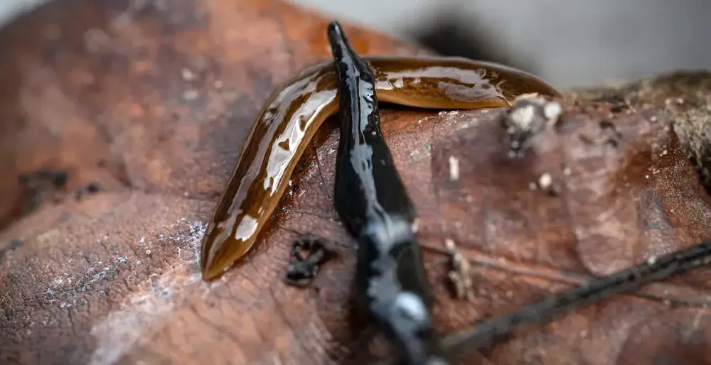 بلدية يونشوبينغ،
