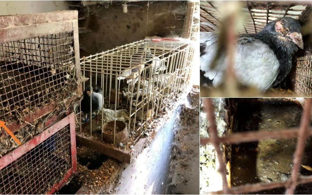  طيور تعيش في أوضاع مزرية