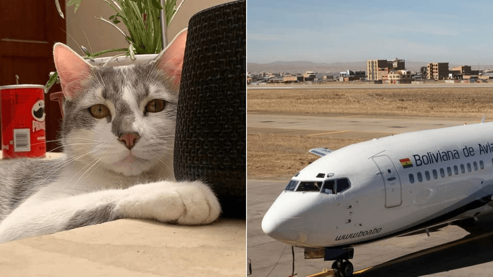 القط