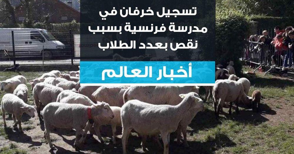 تسجيل خرفان في مدرسة فرنسية بسبب نقص بعدد الطلاب