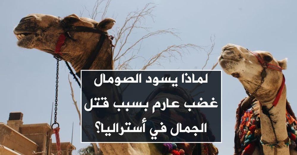 لماذا يسود الصومال غضب عارم بسبب قتل الجمال في أستراليا؟