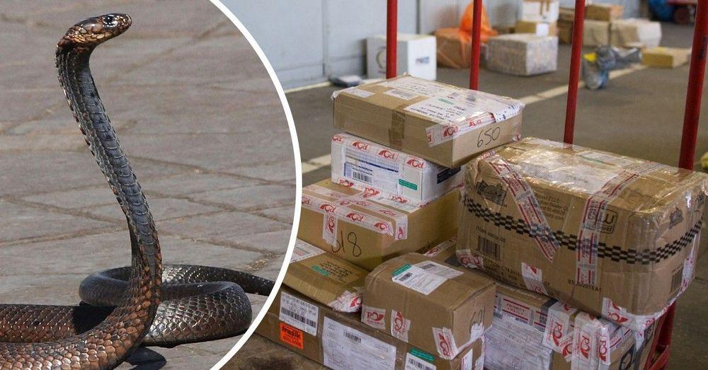 أفعى تائهة في السويد يشتبه بقدومها من الصين