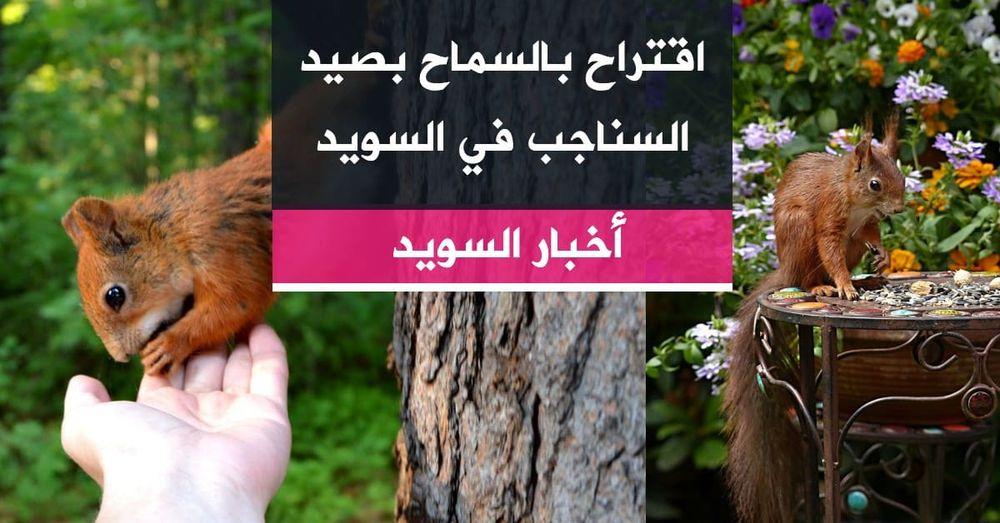 اقتراح بالسماح بصيد السناجب في السويد