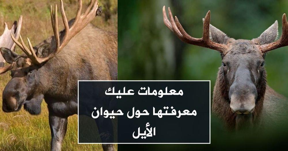 معلومات عليك معرفتها حول حيوان الأيل