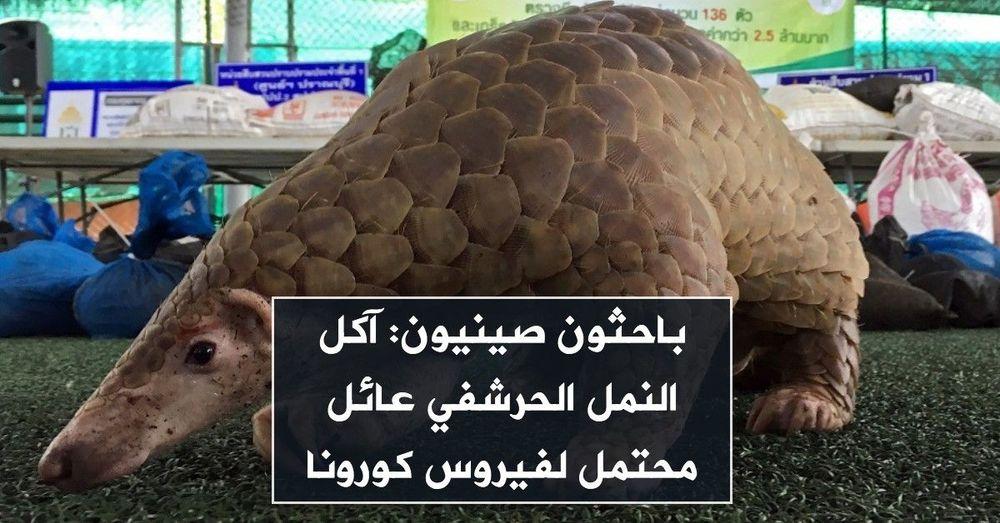 باحثون صينيون: آكل النمل الحرشفي عائل محتمل لفيروس كورونا