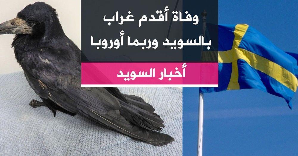 وفاة أقدم غراب بالسويد وربما أوروبا