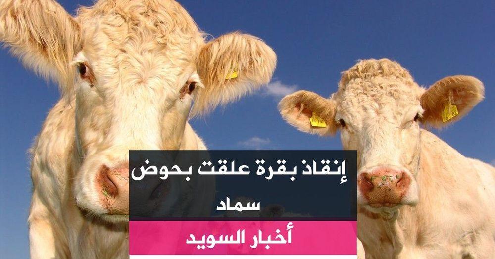إنقاذ بقرة علقت بحوض سماد