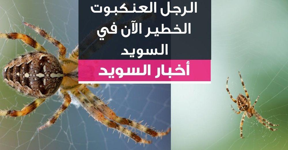 الرجل العنكبوت الخطير الآن في السويد!
