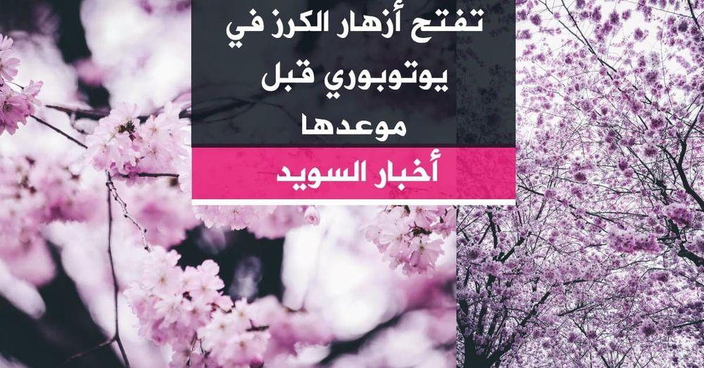 تفتح أزهار  الكرز في يوتوبوري قبل موعدها