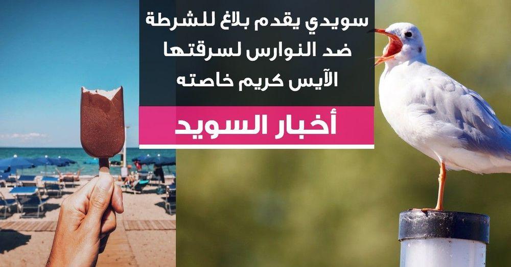 سويدي يقدم بلاغ للشرطة ضد النوارس لسرقتها الآيس كريم خاصته