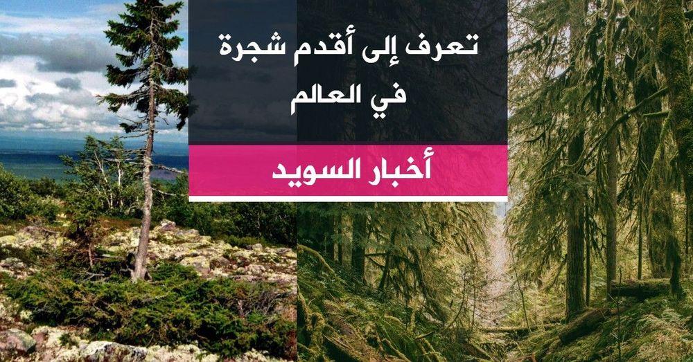 تعرف إلى أقدم شجرة في العالم