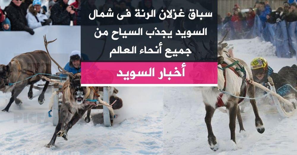 سباق غزلان الرنة فى شمال السويد يجذب السياح من جميع أنحاء العالم