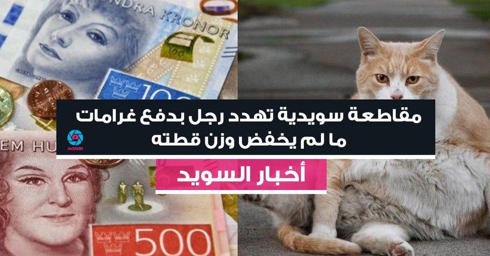 مقاطعة سويدية تهدد رجل بدفع غرامات ما لم يخفض وزن قطته