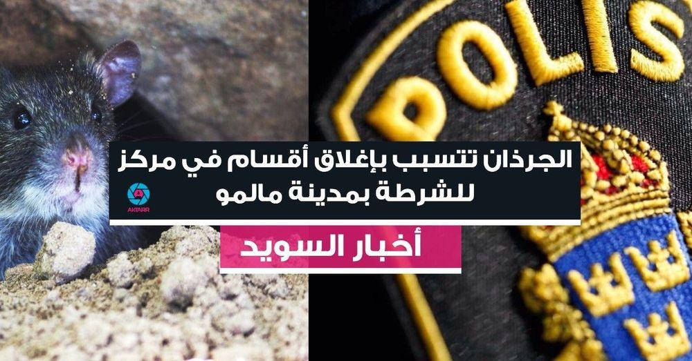 الجرذان تتسبب بإغلاق أقسام في مركز للشرطة بمدينة مالمو
