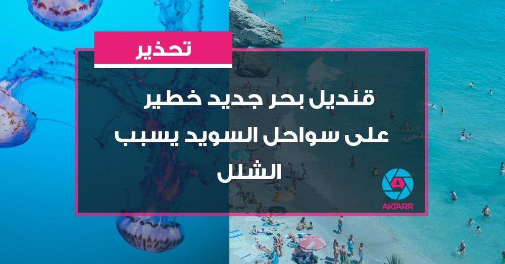 تحذيرات من قنديل بحر جديد خطير على سواحل السويد يسبب الشلل