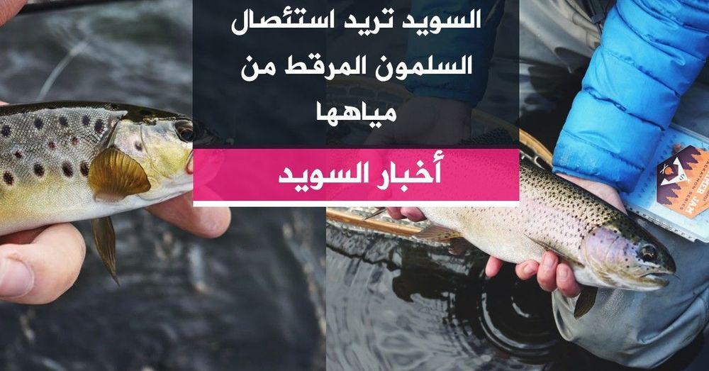 السويد تريد استئصال السلمون المرقط من مياهها