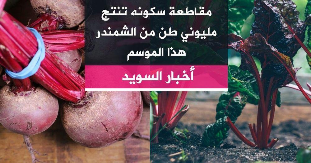مقاطعة سكونه تنتج مليوني طن من الشمندر هذا الموسم
