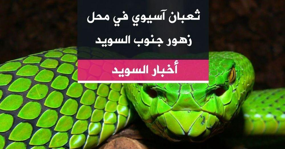 ثعبان آسيوي في محل زهور جنوب السويد