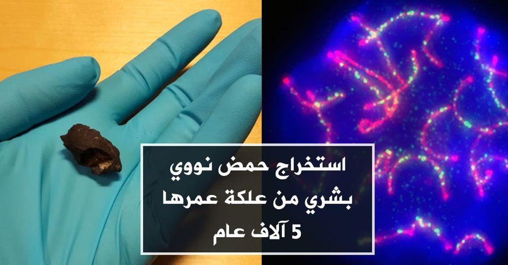 استخراج حمض نووي بشري من علكة عمرها 5 آلاف عام