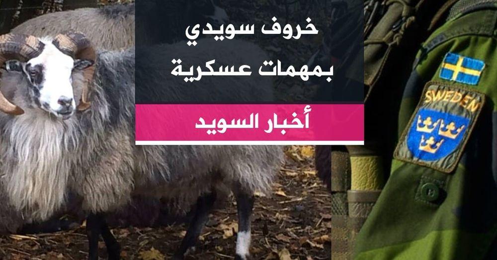 خروف سويدي بمهمات عسكرية