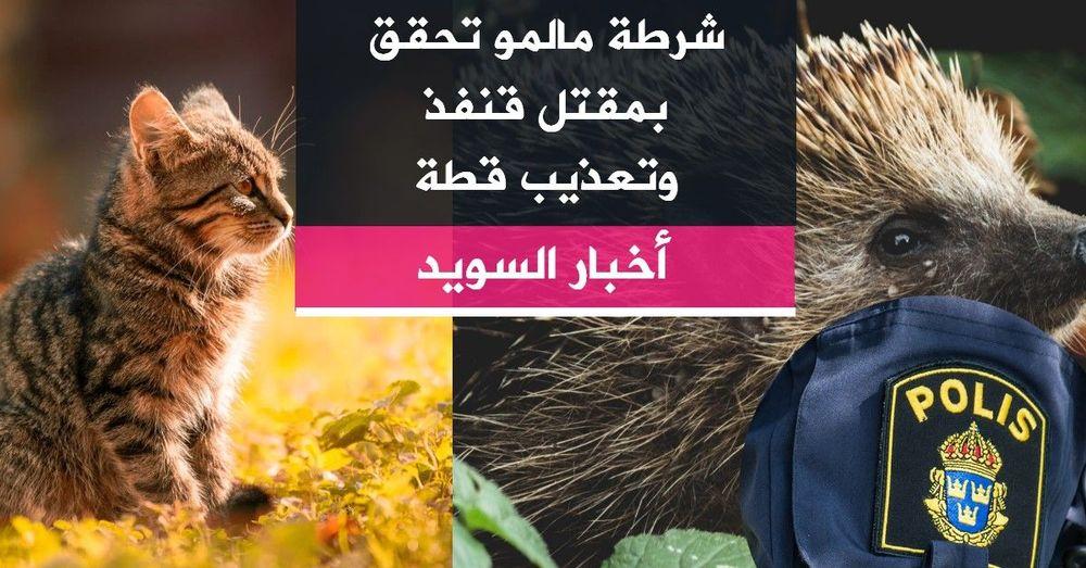 شرطة مالمو تحقق بمقتل قنفذ وتعذيب قطة