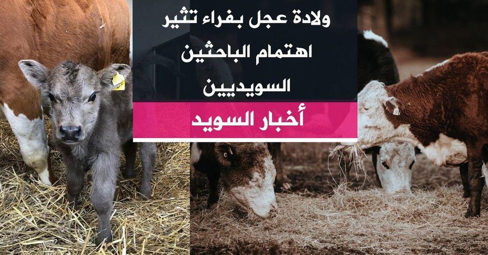 ولادة عجل بفراء تثير اهتمام الباحثين السويديين