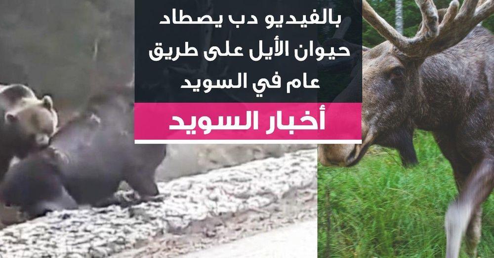 دب يصطاد حيوان الأيل على طريق عام في السويد