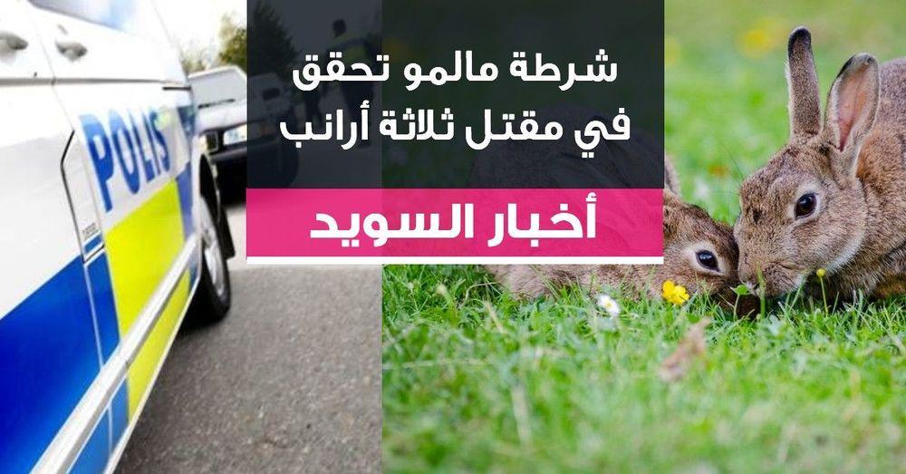 شرطة مالمو تحقق في مقتل ثلاثة أرانب