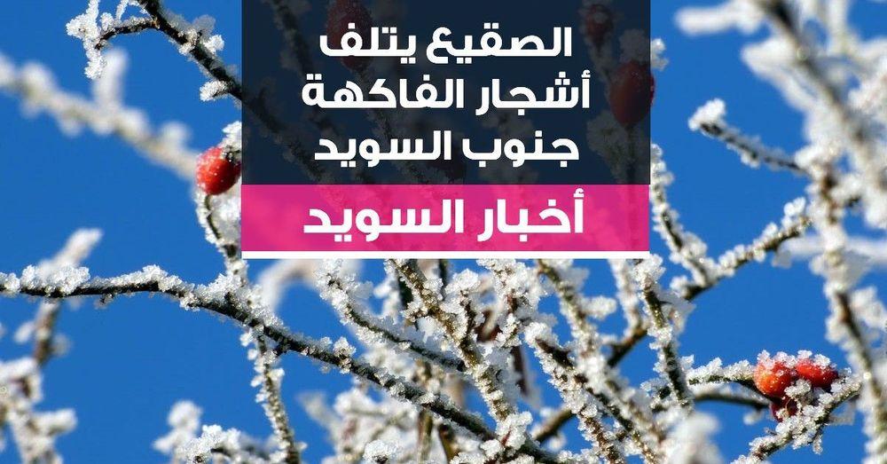 الصقيع يتلف أشجار الفاكهة جنوب السويد