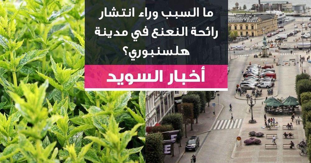 ما السبب وراء انتشار رائحة النعناع في مدينة هلسنبوري؟