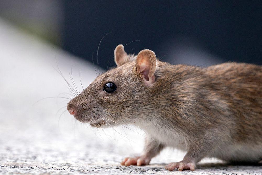 الفئران في مالمو