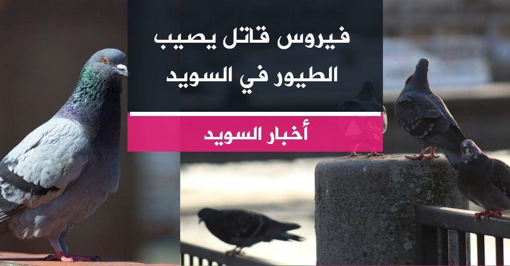 فيروس قاتل يصيب الطيور في السويد