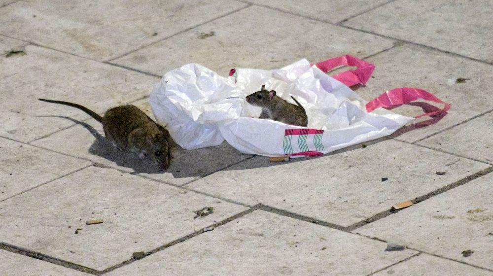 جرذان ضخمة تقتحم حلبة للتزلج على الجليد في إحدى البلديات شمال السويد