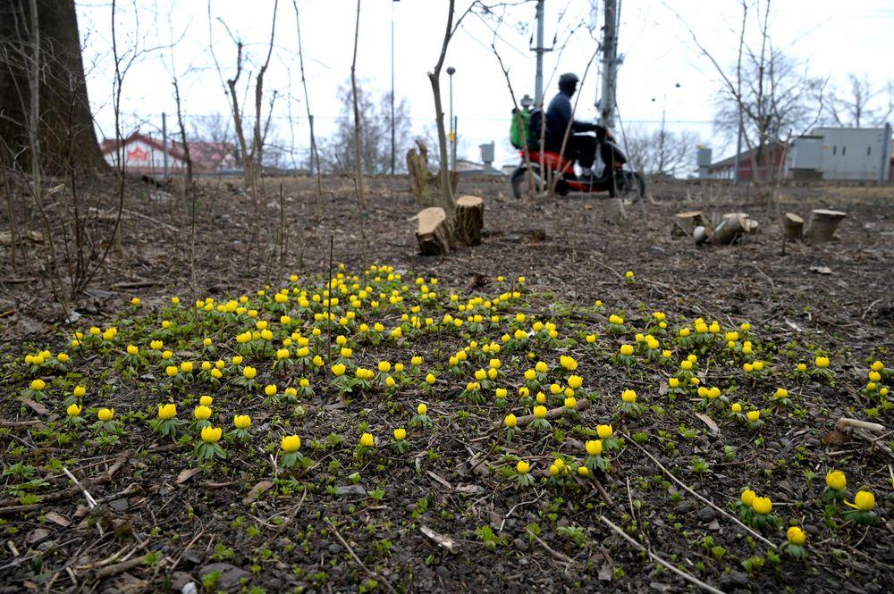 زهرة الربيع "فورسيثيا"