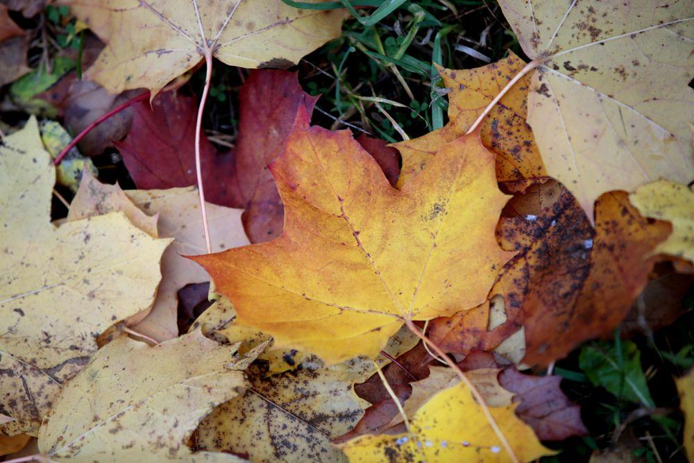 الخريف الشجر الطقس