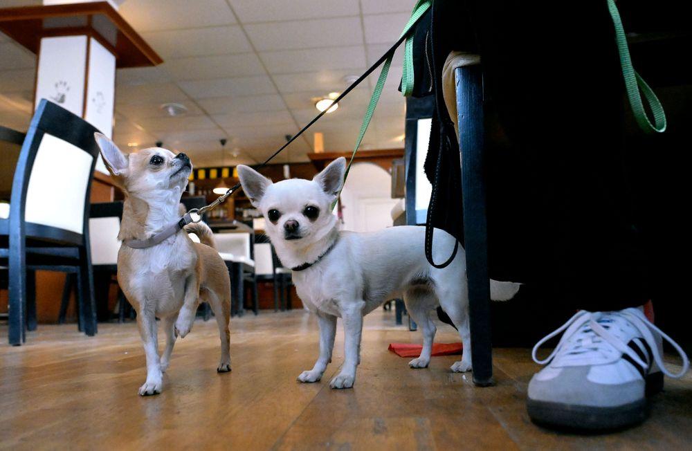 هيئة الإسكان في السويد 