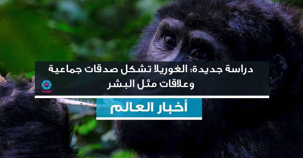 دراسة جديدة: الغوريلا تشكل صدقات جماعية وعلاقات مثل البشر