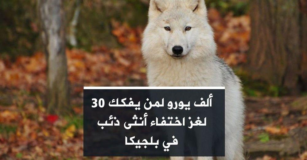 30 ألف يورو لمن يفكك لغز اختفاء أنثى ذئب في بلجيكا