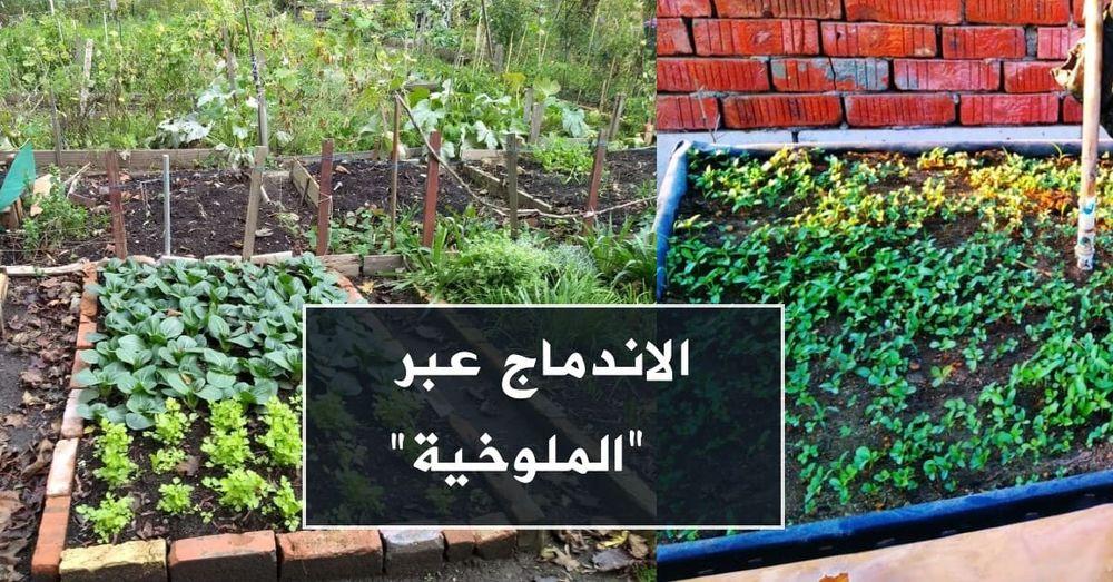 الاندماج عبر "الملوخية"