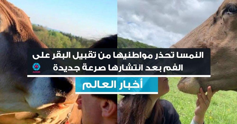 النمسا تحذر مواطنيها من تقبيل البقر على الفم بعد انتشارها صرعة جديدة