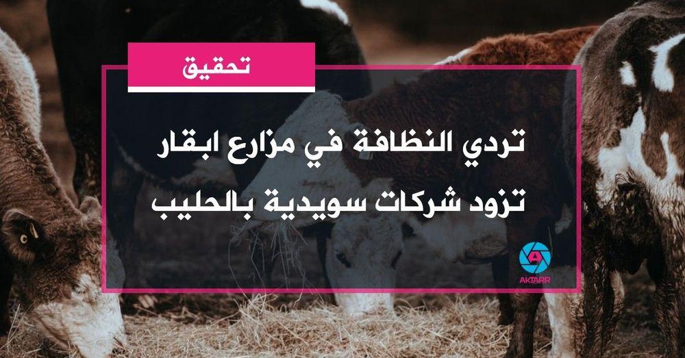 تحقيق يكشف تردي النظافة في مزارع ابقار تزود شركات سويدية بالحليب