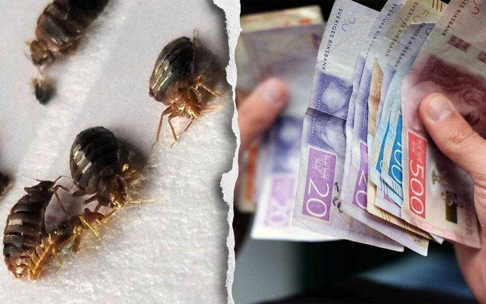 تفشي البق في منزل يدفع المالك لمقاضاة المستأجرين بمبلغ 90 ألف كرون سويدي!