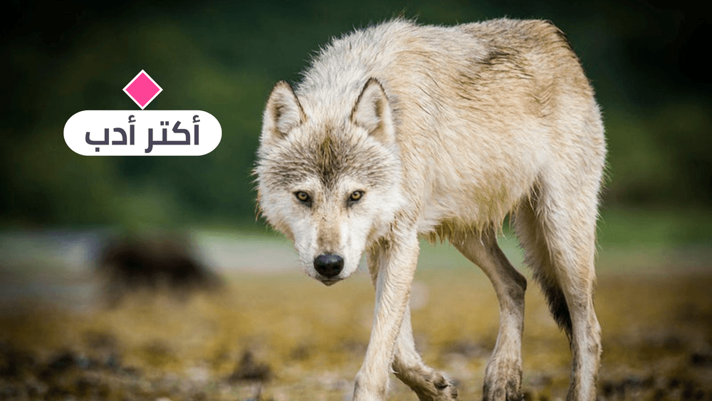 الذئب والقوس: قصّة قصيرة جداً للأديب تولستوي